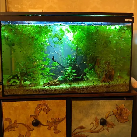 Atlantis 公寓 *